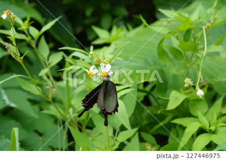 花の蜜を吸うウスバシロチョウ 127446975