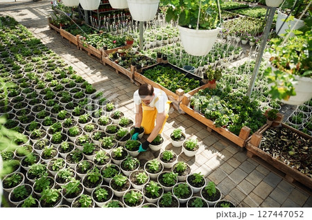 Top view. Florist man working in garden center. Successful employee is in a bright greenhouse 127447052