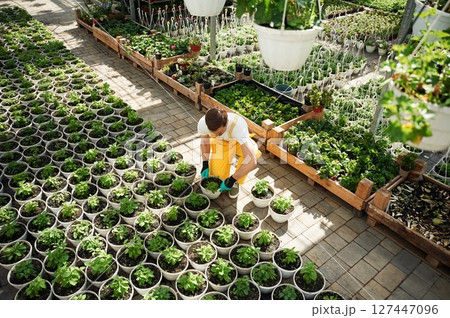Top view. Florist man working in garden center. Successful employee is in a bright greenhouse 127447096