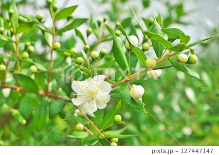白いギンバイカの花（夏、六月） 127447147
