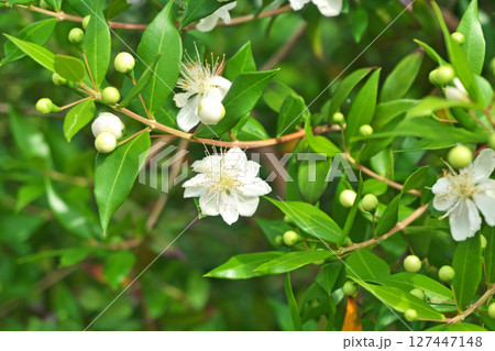 白いギンバイカの花（夏、六月） 127447148