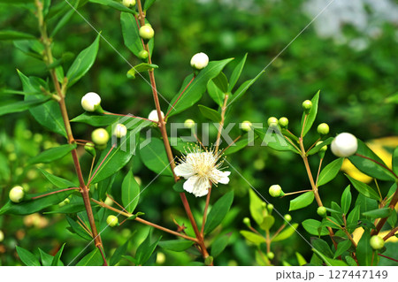 白いギンバイカの花（夏、六月） 127447149