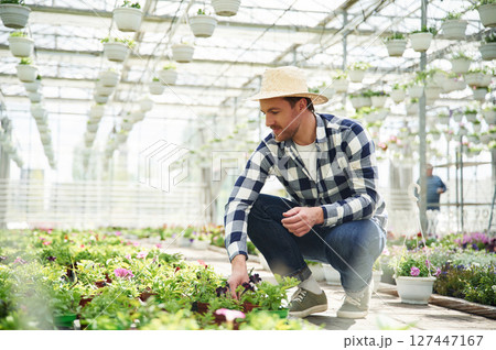 In straw hat. Florist man working in garden center. Successful employee is in a bright greenhouse In straw hat. Florist man working in garden center. Successful employee is in a bright greenhouse 127447167