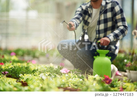 Close up view. Florist man working in garden center. Successful employee is in a bright greenhouse 127447183