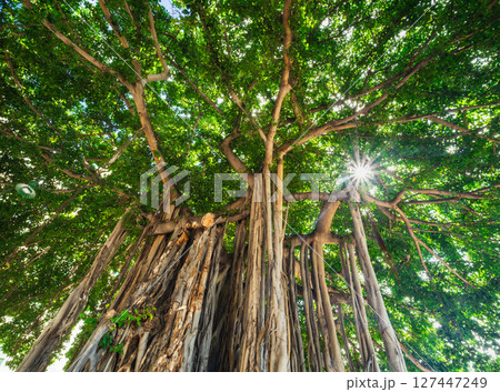 ハワイを象徴する木　バニヤン・ツリー 127447249