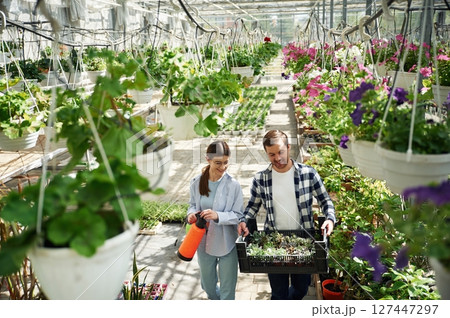 Orange colored watering device and box with plants. Florist man and woman are working together in bright greenhouse 127447297