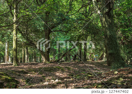奈良公園飛火野園地の樹林 奈良公園飛火野園地の樹林 127447402