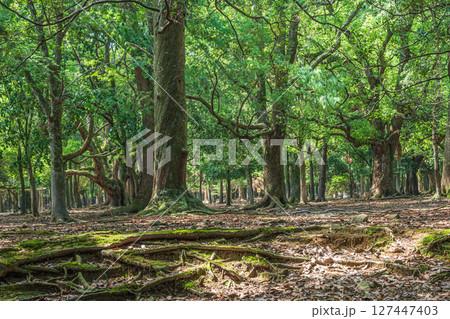 奈良公園飛火野園地の樹林 127447403