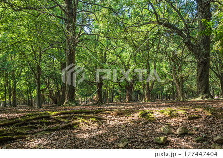 奈良公園飛火野園地の樹林 奈良公園飛火野園地の樹林 127447404