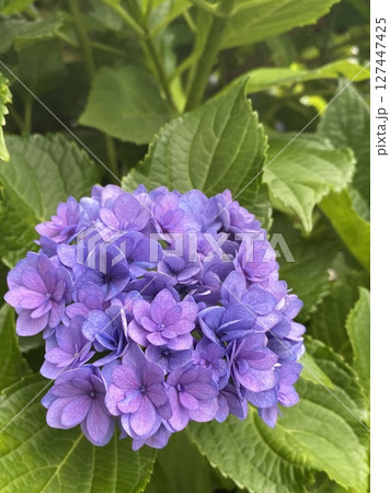 紫色の紫陽花 紫色の紫陽花 127447425