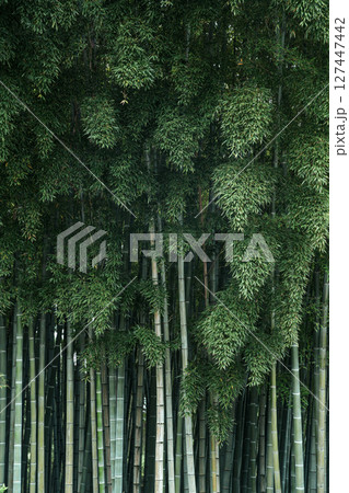 Bamboo Grove zen green background 127447442