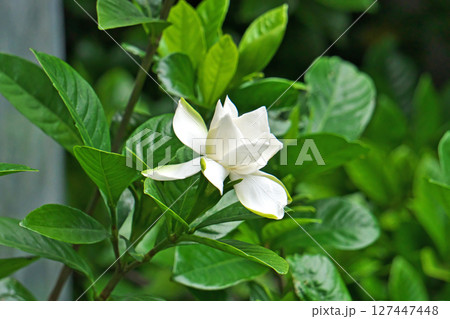 白いクチナシの花（夏、六月） 127447448
