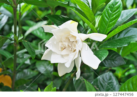 白いクチナシの花（夏、六月） 127447456