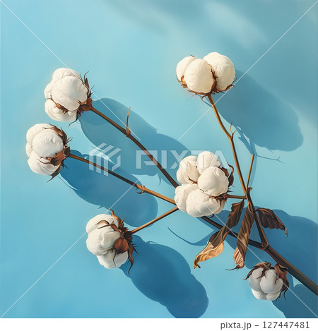 Natural raw cotton branch over blue background with shadows 127447481
