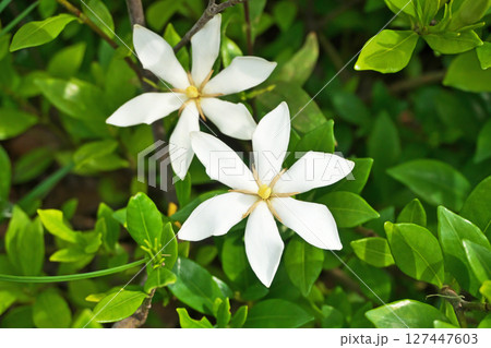 白いクチナシの花（夏、六月） 127447603
