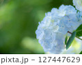 水色の紫陽花 127447629