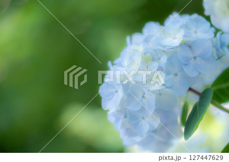 水色の紫陽花 127447629