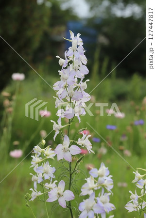 春の公園に咲く白と薄紫色のチドリグサの花 127447817
