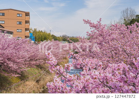 浜松市の東大山の河津桜の風景(静岡県) 127447872