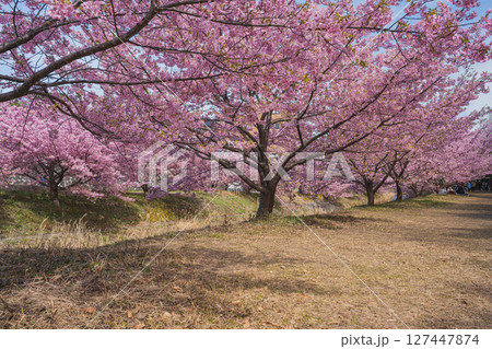 浜松市の東大山の河津桜の風景(静岡県) 127447874