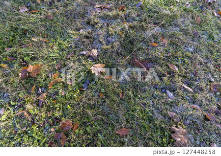 maple leaves covered with condensation on the green grass in the morning, maple leaves fallen to the ground during the autumn fall, grass was covered with frost maple leaves covered with condensation on the green grass in the morning, maple leaves fallen to the ground during the autumn fall, grass was covered with frost 127448258