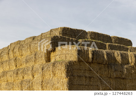 straw from wheat packed in rectangular stacks and left on the field for storage, golden wheat straw used in agriculture and animal husbandry, blue sky 127448263