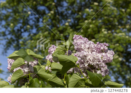 shrubs of pink lilac , a spring park with lilac flowers in the spring of the year in sunny weather closeup 127448278