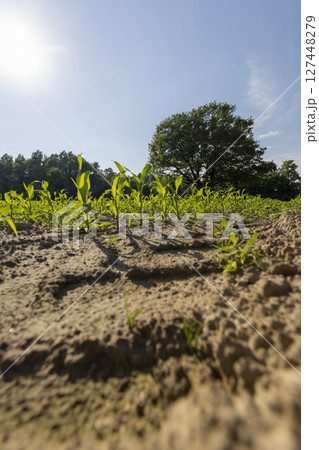 green corn field with sweet corn sprouts near the forest, sunny weather in summer in a field with corn, the sun in the sky green corn field with sweet corn sprouts near the forest, sunny weather in summer in a field with corn, the sun in the sky 127448279