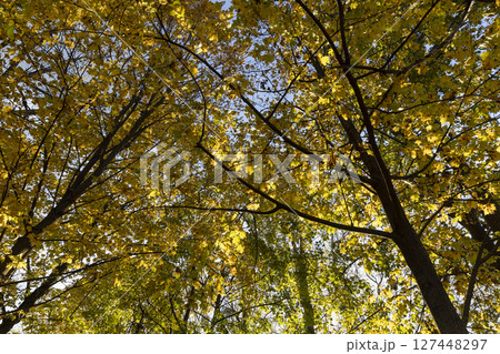 foliage on maples in the autumn , maples with orange foliage in sunny weather in autumn 127448297