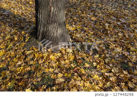 the foliage of a maple tree that has fallen to the ground in the autumn season, the dry foliage of a maple tree lies on the ground in the green grass after leaf fall in sunny weather 127448298