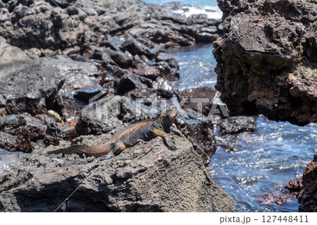 Marine iguana resting on rocks by the ocean, Galapagos 127448411