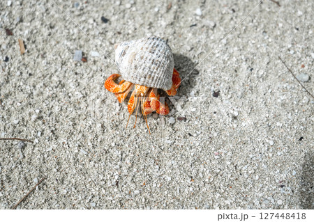 Hermit crab on a white sand beach in Maupiti, French Polynesia 127448418