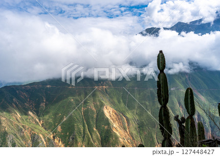 Colca Canyon with cactus in the mist, Peru Colca Canyon with cactus in the mist, Peru 127448427