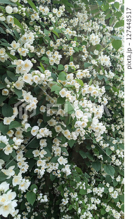 Blooming Jasmine Wall in Full Fragrance Blooming Jasmine Wall in Full Fragrance 127448517