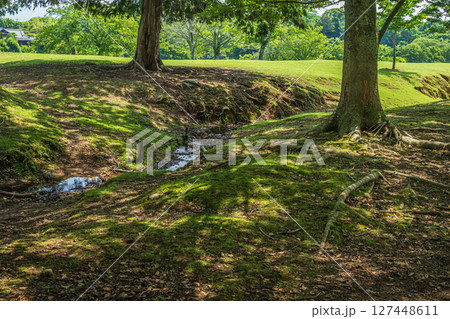 奈良公園飛火野園地の樹林 奈良公園飛火野園地の樹林 127448611