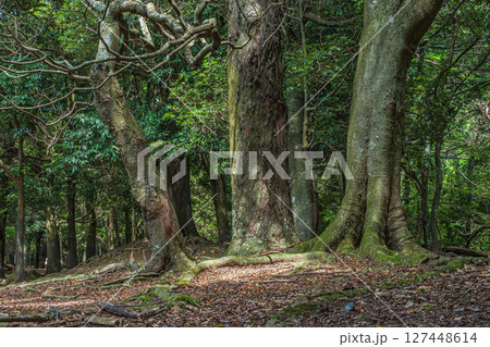 奈良公園飛火野園地の樹林 奈良公園飛火野園地の樹林 127448614