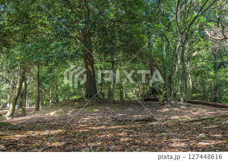 奈良公園飛火野園地の樹林 127448616