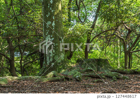 奈良公園飛火野園地の樹林　大木の切り株 127448617