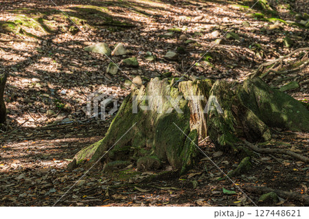 奈良公園飛火野園地の樹林 127448621