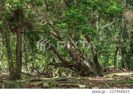 奈良公園飛火野園地の樹林 127448623