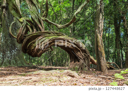 奈良公園飛火野園地の樹林 奈良公園飛火野園地の樹林 127448627