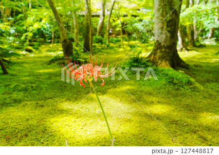 京都嵯峨野　祇王寺　苔の上に咲く彼岸花 127448817