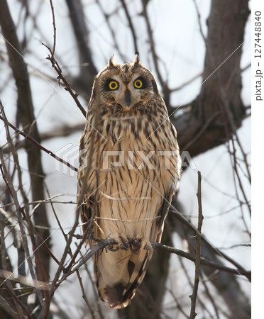 short-eared owl (Asio flammeus) 127448840