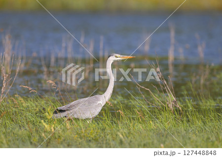 grey heron (Ardea cinerea) grey heron (Ardea cinerea) 127448848