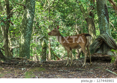 奈良公園の森の中のシカ 飛火野園地 奈良公園の森の中のシカ 飛火野園地 127448901