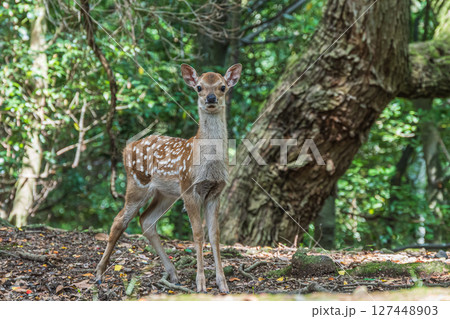 奈良公園の森の中のシカ　飛火野園地 127448903
