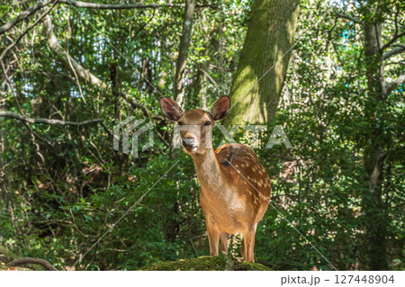 奈良公園の森の中のシカ　飛火野園地 127448904