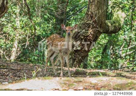 奈良公園の森の中のシカ　飛火野園地 127448906