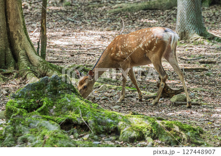 奈良公園の森の中のシカ　飛火野園地 127448907
