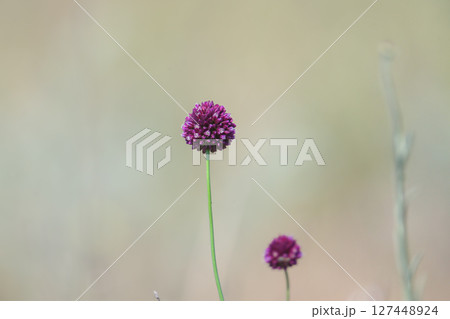 ball-head onion 127448924